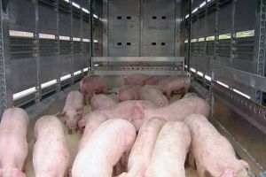 Autorităţile din Alba în alertă: Transport ILEGAL de PORCI, identificat pe raza judeţului Alba