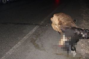 Un autoturism răsturnat pe câmp după ce a lovit o vacă