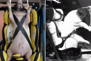 Cruzime extremă. Porci vii aruncaţi în zid cu 50 kilometri la oră pentru teste ale centurilor de siguranţă