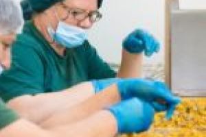 Locuri de muncă pentru cetăţenii din Anina! Se deschide o fabrică de ceai!