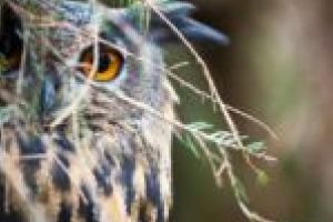 Înaripatele nopţii au pus stăpânire pe Muzeul Naţional al Banatului