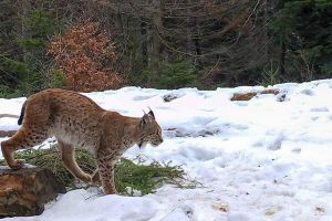 Râs observat în Piatra Craiului, după trei ani! (FOTO)