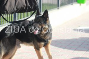 Cine este Roby, cainele care il cauta pe copilul disparut din Pecineaga. In cat timp a gasit o alta persoana disparuta