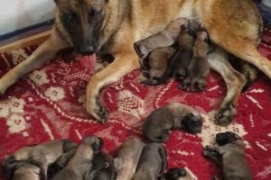 Record în Argeş, o căţea a fătat 14 pui!