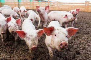 Virusul pestei porcine africane, confirmat lângă judeţul Mureş!