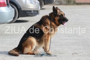 Eroii patrupezi: Roby si Bingo il cauta pe copilul disparut din Pecineaga. Cine sunt si ce pregatire au (galerie foto)