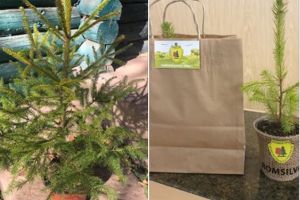 Romsilva propune: «UN COPIL ~ UN „BRĂDUȚ”»