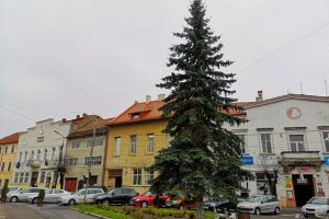 La Făgăraş se vor împodobi brazii plantaţi pe domeniul public