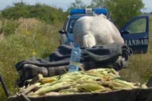 Prinşi cu… porumbul în sac. Doi bărbaţi din Cenade, prinşi în flagrant de poliţişti în timp ce furau porumb de pe un câmp. Peste 300 kg de cereale descoperite asupra lor