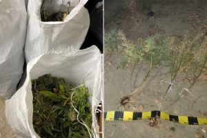 FOTO. Cultură de Cannabis, descoperită pe malul Someşului, la Satu Mare