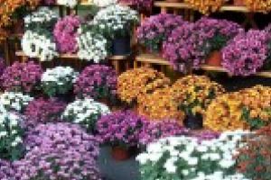 Festivalul florilor editia a XVII -a, Parc Monument  22 – 24 septembrie 2017