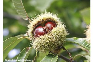 Beneficiile consumului de castane