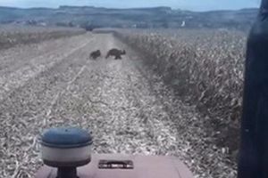 VIDEO: Mai mulţi urşi filmaţi într-o localitatea mureşeană!