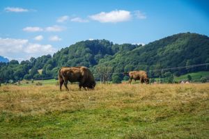 Șase zimbri din Rezervaţia Vama Buzăului urmează să ajungă în sălbăticie, în judeţul Argeş