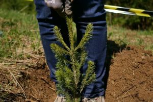 Elevii Şcolii Gimnaziale Nr. 30, din Braşov, implicaţi în campania „Un copil – un brăduţ”