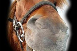 „A vrut să intre călare în...biserică”