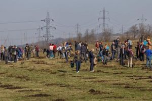 5.000 de arbori pentru C.A. Rosetti