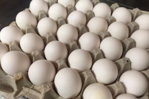 A mâncat 42 de ouă. Ar fi trebuit 50 dar nu a mai apucat, i s-a „tăiat”… de tot