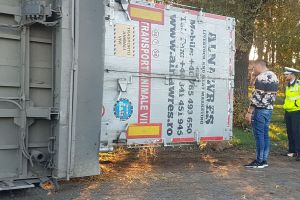 Tir incarcat cu oi, rasturnat pe soseau de centura / Animale moarte intinse pe camp