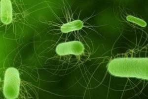 Bacteria E.coli face ravagii în absenţa igienei stricte