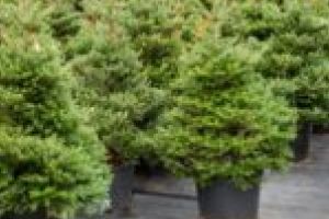 Romsilva restabileşte legătura omului cu natura prin campania „Un copil – Un brăduţ”