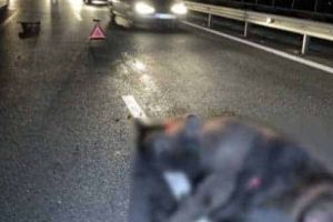 FOTO| Urs lovit în judeţul Cluj, pe A3: Un autoturism l-a izbit puternic