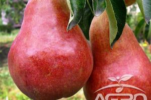 Pomi fructiferi, bulbi de flori cu reduceri de până la 50% şi superpachete promoţionale, pe ...