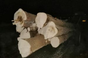 Amenzi aplicate de către jandarmi la regimul silvic în Siculeni şi Gheorgheni