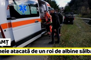 NEAMȚ: Intervenţie de salvare a unei femei atacată de un roi de albine sălbatice