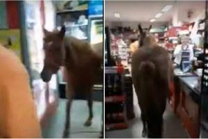 VIDEO: Bărbat filmat plimbând un cal printre rafturile unui magazin