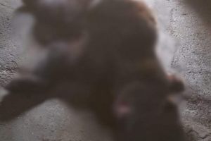 Urs lovit pe Autostrada A3