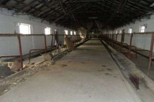 Cum au ajuns la sapă de lemn micii fermieri din judeţul Botoşani. Soluţia extremă la care apelează