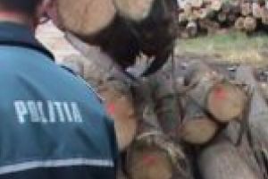 Peste 96.000 de lei – valoarea lemnului confiscat în doar 9 luni, în Caraş-Severin