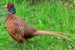 Un vanator din Tautii Magheraus s-a ales cu dosar penal pentru braconaj. A vanat ilegal un fazan