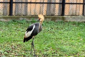 FOTO Grădina Zoologică din Sibiu, mai bogată cu două specii de păsări