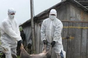 Pestă porcină africană în Mureş! Ce măsuri au anunţat autorităţile