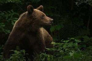 ALERTĂ! Trei urşi semnalaţi într-o localitate mureşeană!
