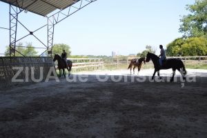 Povestiri ecvestre. Caii politicienilor constanteni au trecut pe la Complexul Muzeal de Stiinte ale Naturii (galerie foto)