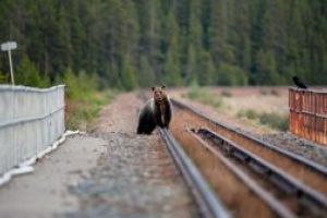 Urs lovit de tren în apropierea localităţii Bodoc