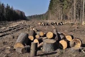 Ministrul Mediului: Voi face tot ce îmi stă în putinţă să oprim tăierile ilegale; este o problemă stringentă