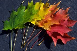 Vremea va fi caldă, dar este posibil sa plouă