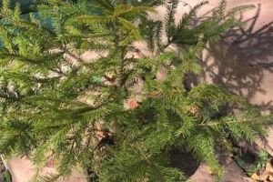 A început campania ”Un copil – Un brăduţ”