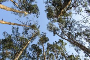 Doina Pană spune că tăierile ilegale au scăzut drastic: Adevărul bazat pe fapte