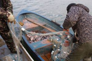 VIDEO Captură impresionantă – Braconieri prinşi cu 500 kilograme de peşte la Arpaşu de Jos