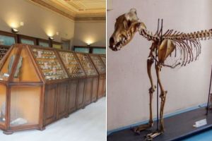 Eparhia Reformată din Ardeal a obţinut în justiţie restituirea a peste 14.000 de obiecte din colecţia celui mai vechi muzeu de Ştiinţe ale Naturii din România