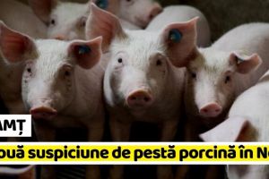 NEAMȚ: O nouă suspiciune de pestă porcină africană confirmat în Neamţ