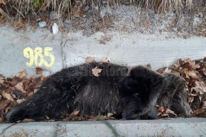Urs tânăr, de 50 de kg, găsit mort pe marginea străzii, la Iacobeni