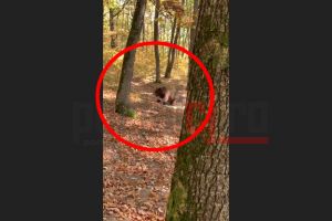 VIDEO. Sătmărean atacat de urs! Victima a filmat întreaga scenă, întâmplător
