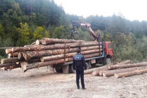 Peste 110 controale la hoţii de lemne. Poliţiştii au confiscat material lemnos şi au împărţit amenzi