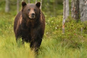Problema urşilor din judeţul Sibiu dezbătută în cadrul unei şedinţe speciale